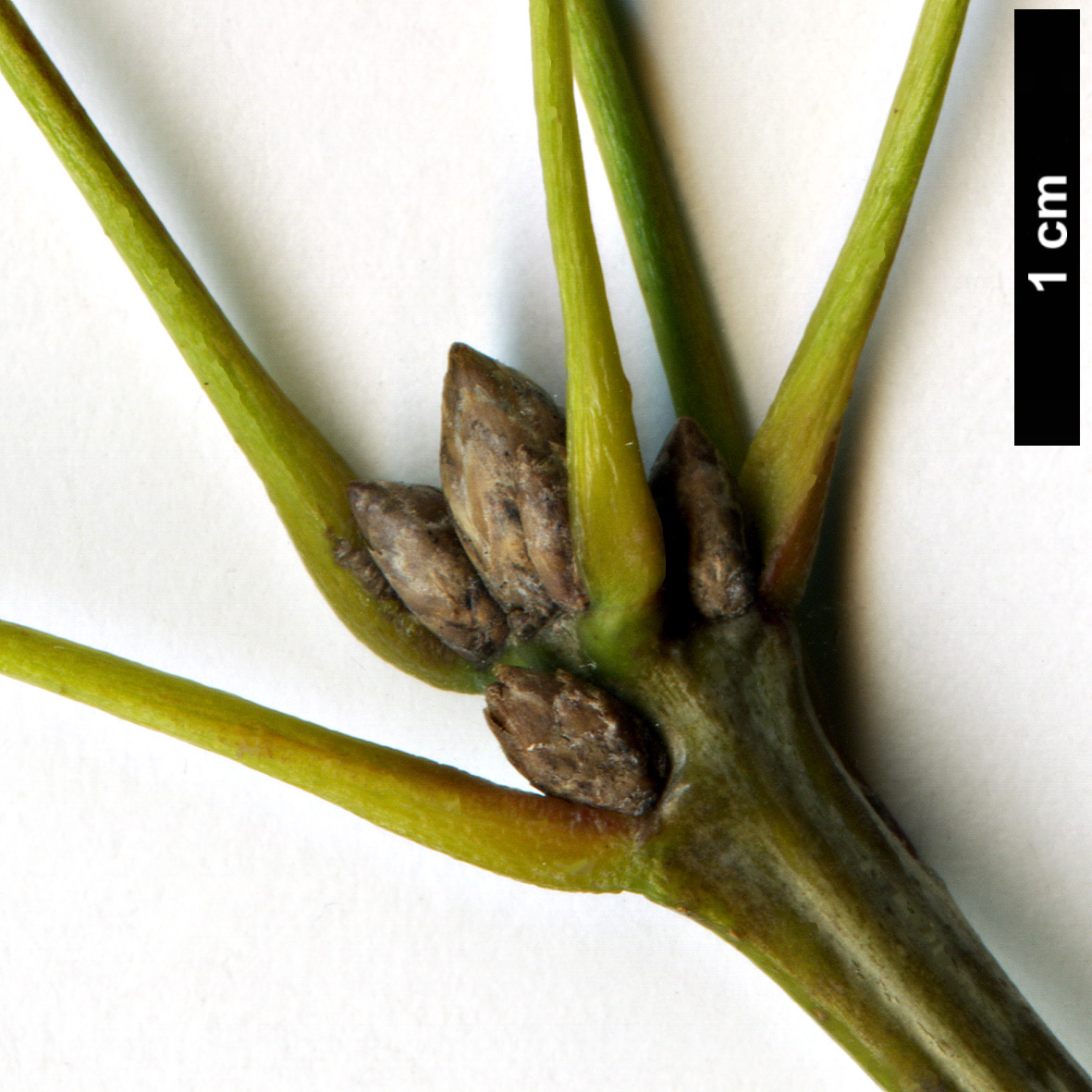 High resolution image: Family: Fagaceae - Genus: Quercus - Taxon: shumardii 